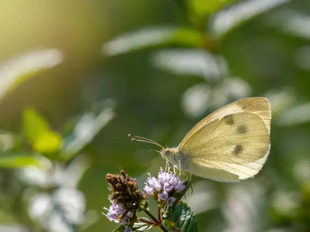 Large white (Pieris brassicae) Cabbage butterfly, on chives flower plant  in the garden