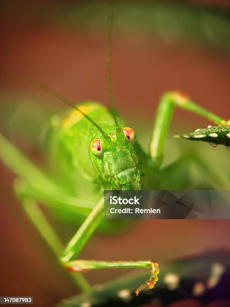 Locusta Migratoria 곤충에 대한 스톡 사진 및 기타 이미지 - 곤충, 녹색, 다중 색상