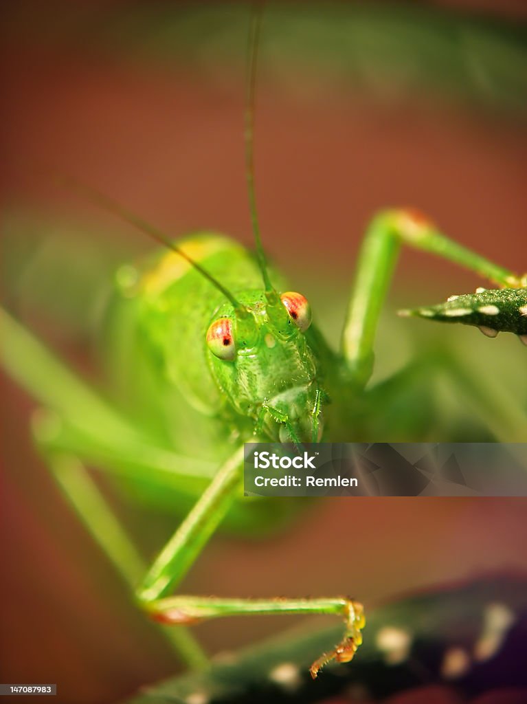 Locusta migratoria - Zbiór zdjęć royalty-free (Biologia - Nauka)