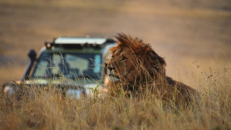 SLOW MOTION Safari vehicle driving behind lion resting in grass on wildlife reserve