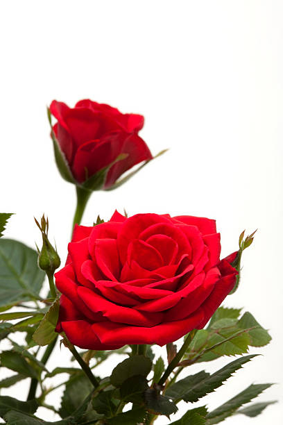 Red Roses stock photo