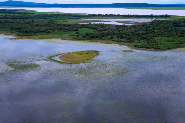 istock Birds flying over Pantanal 1470882363