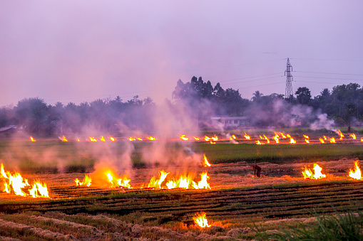 agricultural waste burning cause of smog and pollution. Fumes produced by the incineration of hay and rice straw in agricultural fields. PM 2.5 dust in agriculture at rural Thailand.