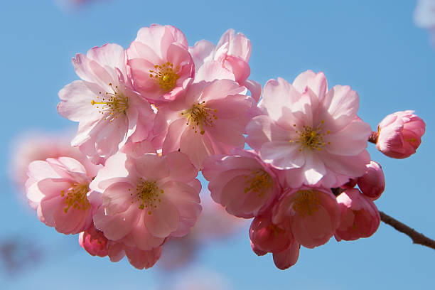 Cherry Blossom stock photo