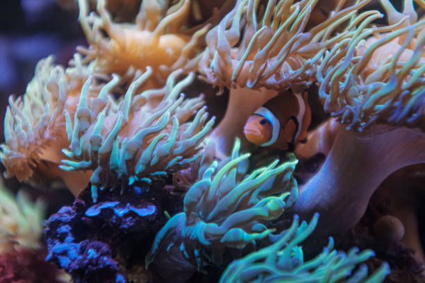istock Orange clownfish hiding on an anemone on a tropical underwater close up still 1470883540