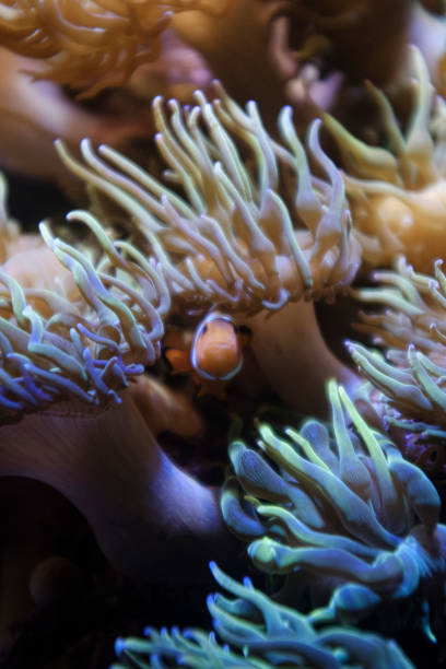 istock Orange clownfish hiding on an anemone on a tropical underwater close up still 1470883625