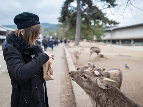 Tourists woman feeding food to deers at Nara Park in Japan at winter
