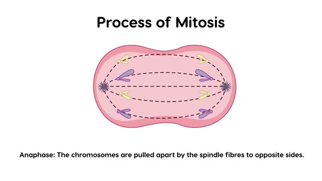 2D animation of process of mitosis phases with explanations