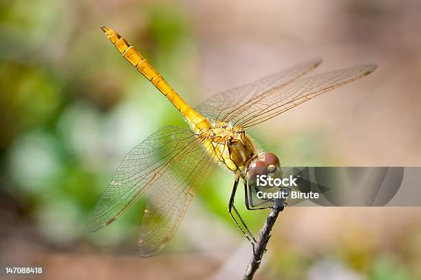 Redveined Darter Stock Photo - Download Image Now - Beauty, Beauty In Nature, Close-up