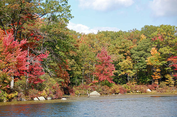 fall foliage on the lake stock photo