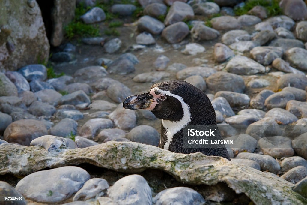 pinguino - Foto stock royalty-free di Animale