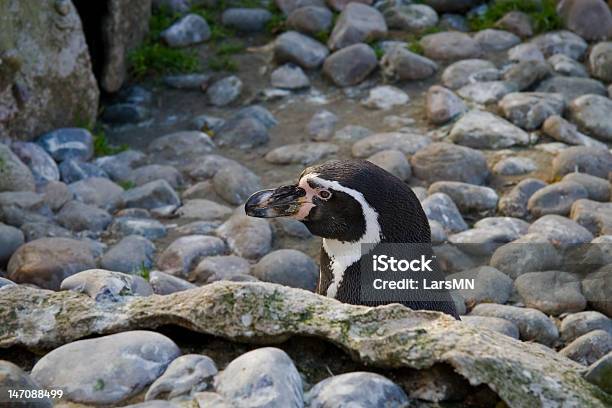 Pinguino - Fotografie stock e altre immagini di Animale - Animale, Animale selvatico, Close-up