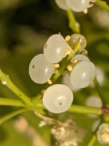 istock Salvadora persica fruits 1470885168