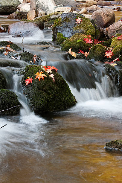 Flowing Water with Autumn Color stock photo