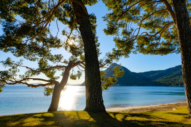 Platja de Formentor - Island Mallorca.	Sunset at the beach of „Formentor“ in the northwest of the island Mallorca. Platja de Formentor - Island Mallorca.	Sunset at the beach of „Formentor“ in the northwest of the island Mallorca. pine woodland stock pictures, royalty-free photos & images