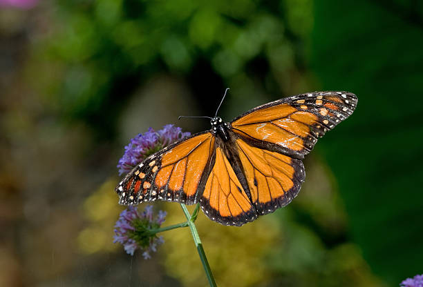 istock Monarch Butterfly on a Purple Flower 147088819