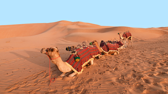 camel resting in the desert