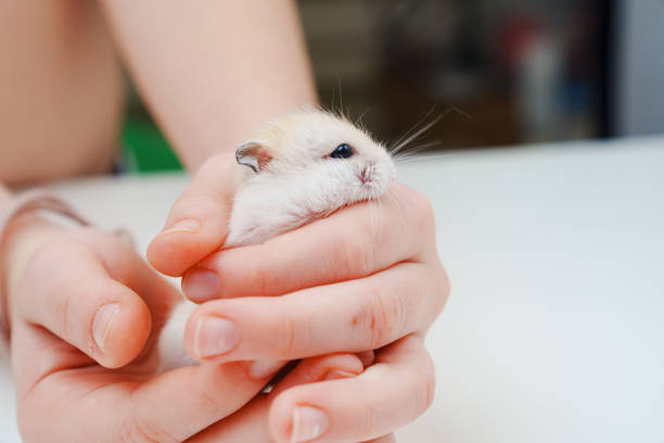 istock a small white with a red hamster in children's hands. 1470888812