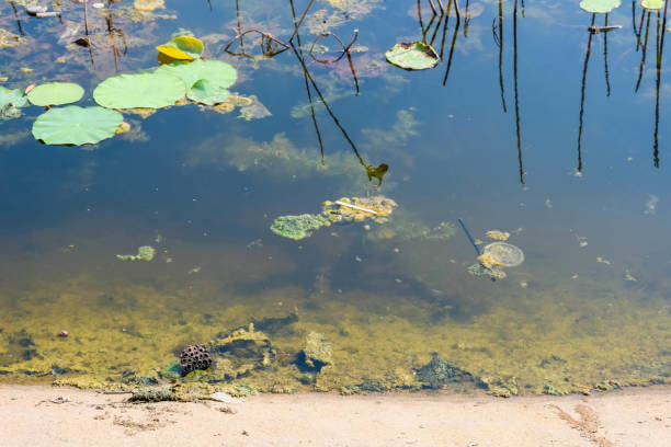 istock slimy, reflective water with dried water lilies 1470889112