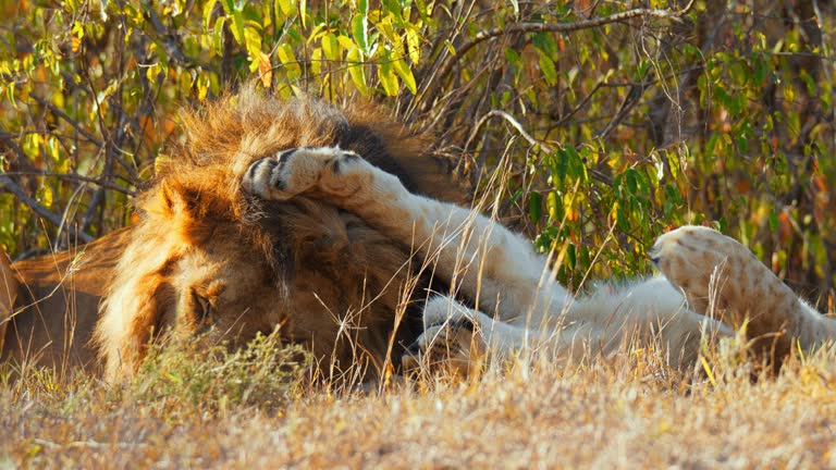 SLOW MOTION Love of a lion