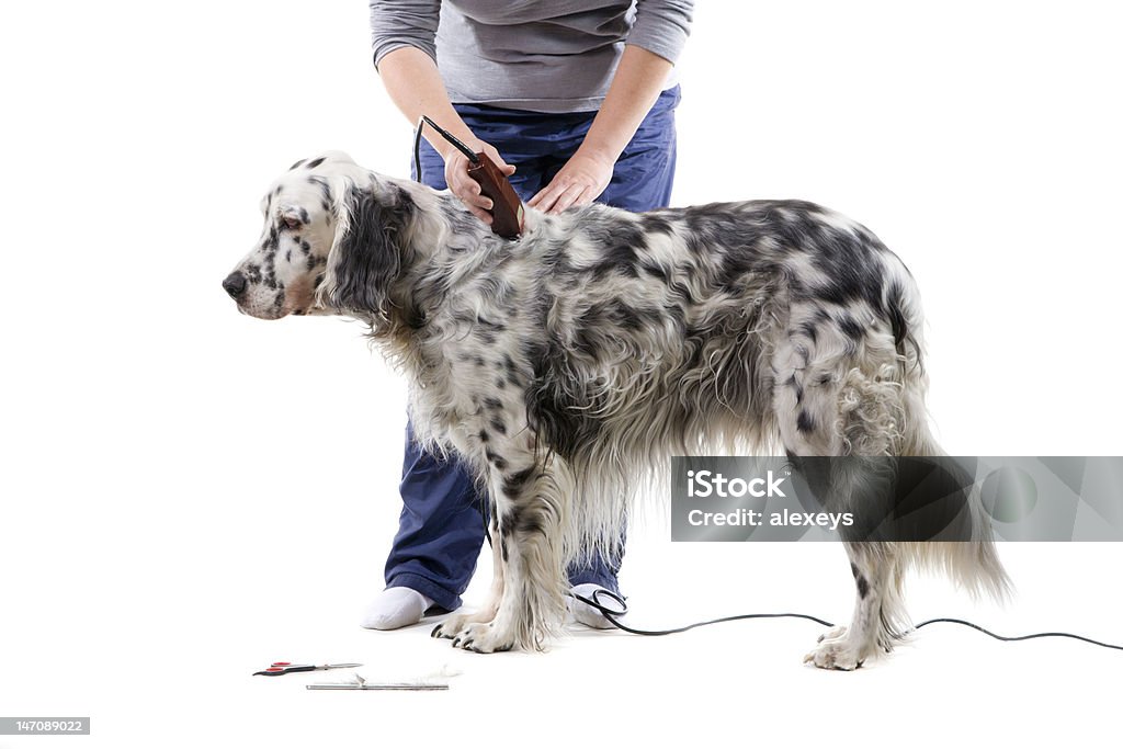 Dog grooming A professional is grooming an English Setter. Isolated on white background. Animal Groomer Stock Photo