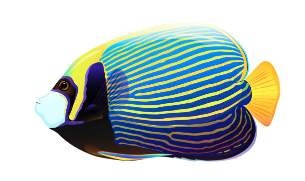 ilustrações de stock, clip art, desenhos animados e ícones de colorful yellow and blue angelfish isolated on white background. concept of beautiful nature animal. vector illustration - imperial angelfish