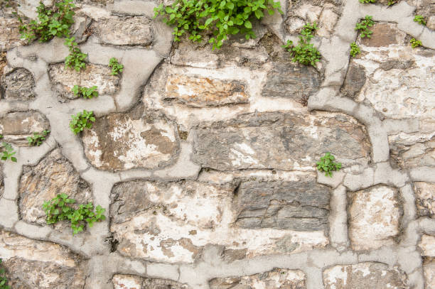 istock Grunge wall background with old weathered stones and plants texture 1470890511