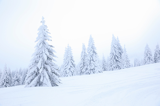 Winter landscape. Christmas wonderland. Magical forest. Pine woodland covered with Powder snow Perfect off piste  deep snow ski .  High mountain  landscape   Italian Alps  ski area. Ski resort Italy, Europe.
Snowy wallpaper background.