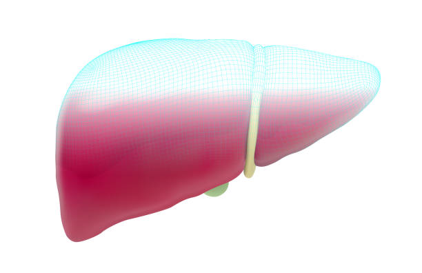 istock human liver. 3d vector. health and medicine. 1470891581