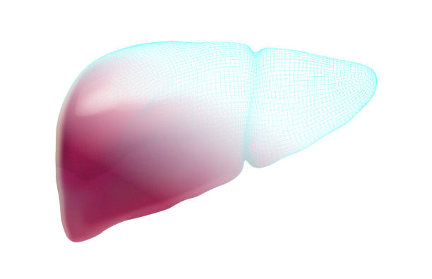 istock human liver. 3d vector. health and medicine. 1470891600