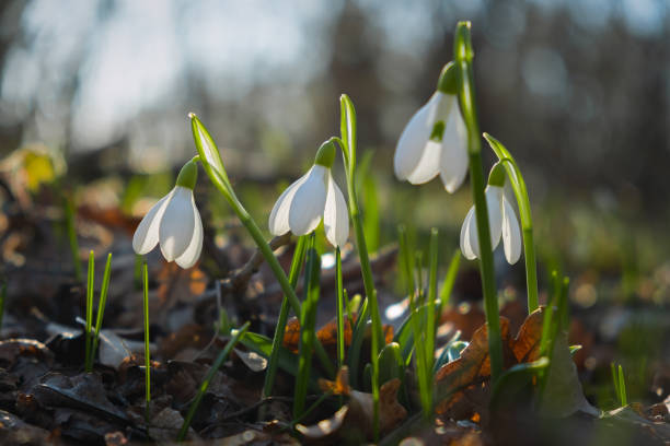 istock Snowdrop flowers close-up. 1470892116
