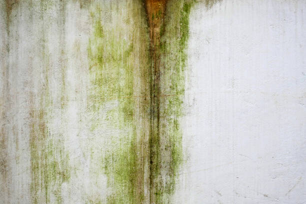 istock Dirty and mossy white concrete walls 1470892204