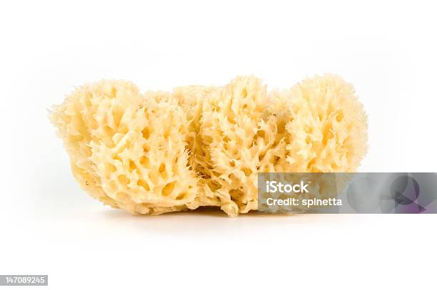 Isolated Bath Sponge Stock Photo - Download Image Now - Sponge - Aquatic  Animal, Bath Sponge, Natural Sponge - iStock