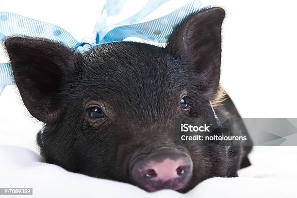 Sleepy Cerdo Foto de stock y más banco de imágenes de Agricultura - Agricultura, Animal, Animal joven