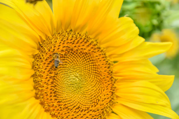 istock Honey bee sits on a sunflower 1470895092