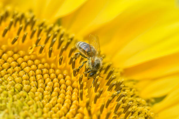 istock Honey bee sits on a sunflower 1470895132