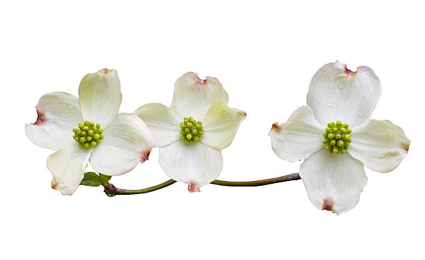 Dogwood with Clipping Path Dogwood flowers on black background with clipping path. arrowwood stock pictures, royalty-free photos & images
