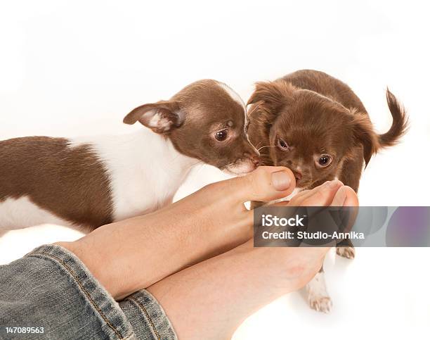 Dog Smelling Feet Stock Photo - Download Image Now - Animal, Brown, Chihuahua - Dog