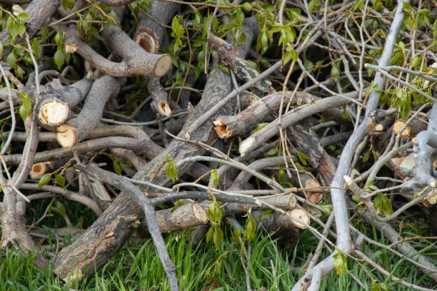 a bunch of branches after pruning a poplar tree in spring lie