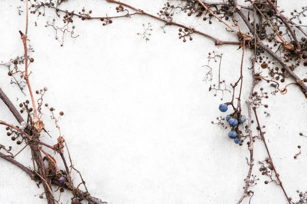 Frame from branches with green leaves.