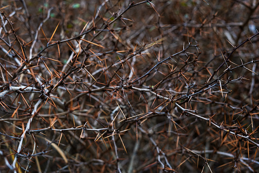 acacia branches with lot of thorns. Art brown nature background