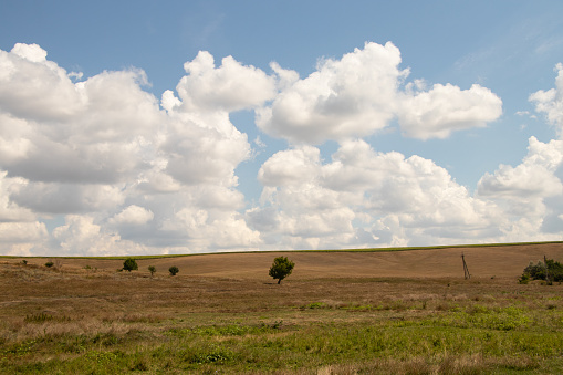 a green tree stands in a field in a beam against a background of yellow dry grass and clouds in the sky in Ukraine