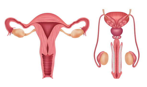 sistem reproduksi. organ manusia pria dan wanita vagina biologi penis infografis template realistis vektor yang layak - organ reproduksi ilustrasi stok