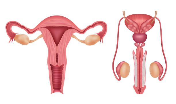 ilustrações, clipart, desenhos animados e ícones de sistema reprodutivo. órgãos humanos masculinos e femininos vagina pênis biologia infográfico vetor decente modelo realista - human fertility illustrations