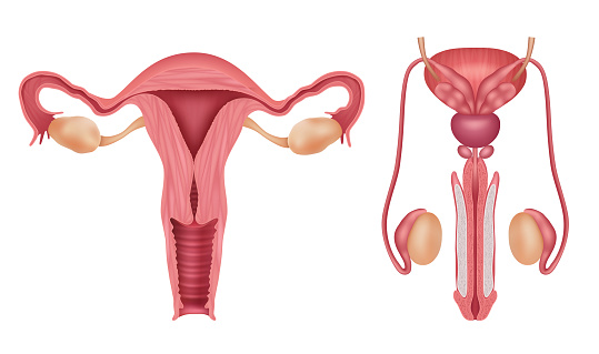 Reproductive system. Human male and female organs vagina penis biology infographic decent vector realistic template of human reproductive diagram, internal function illustration