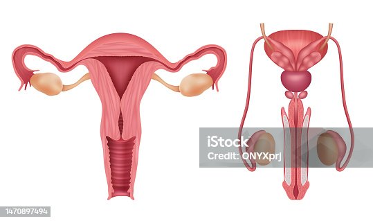 istock Reproductive system. Human male and female organs vagina penis biology infographic decent vector realistic template 1470897494