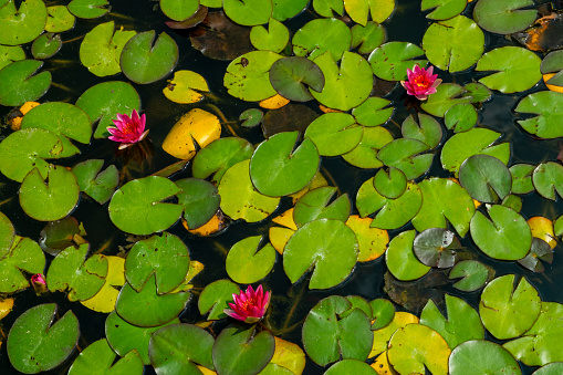 Water lilies pond full frame background