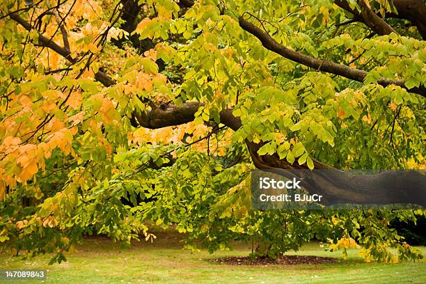 Outono No Parque - Fotografias de stock e mais imagens de Amarelo - Amarelo, Ao Ar Livre, Beleza