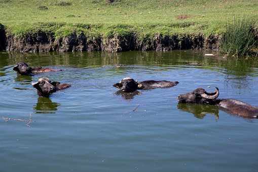 Buffalo is a breed of marsh buffalo also known as domestic buffalo.