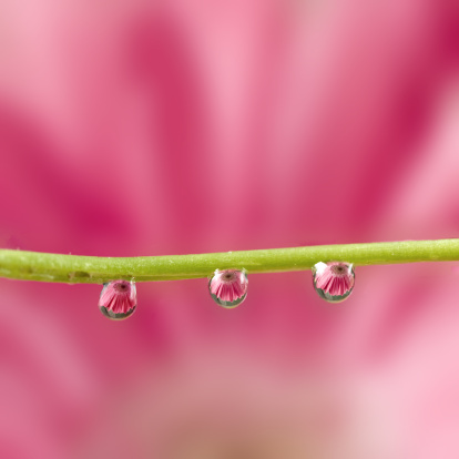 three waterdrops on green grass. Shallow depth of field. daisy reflected.